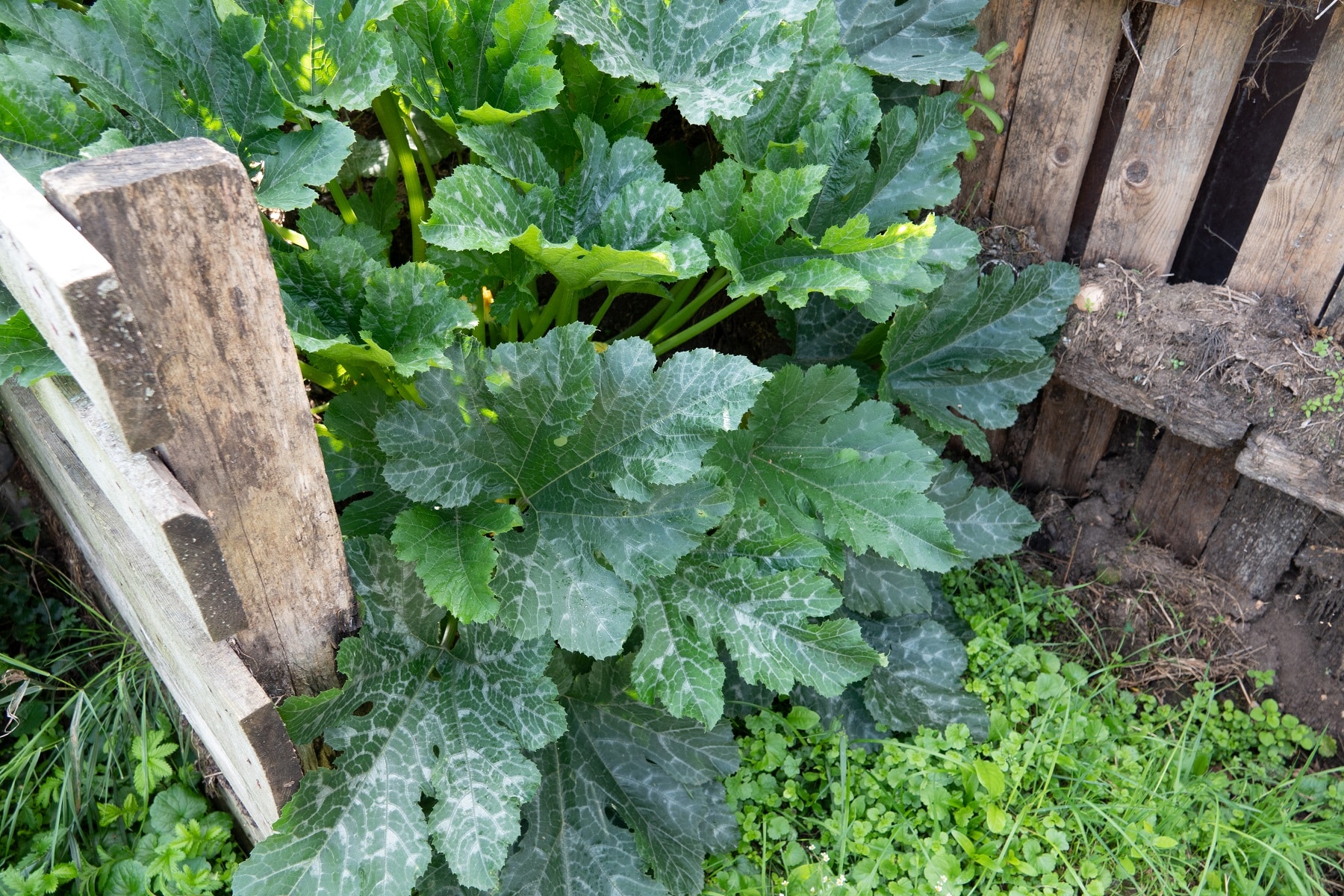 Zucchinipflanzen vor Holzzaun