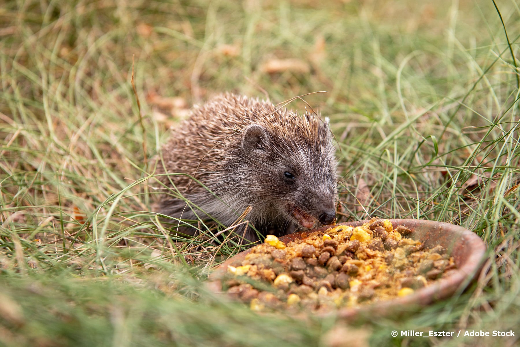 Igel frisst von Schale im Garten