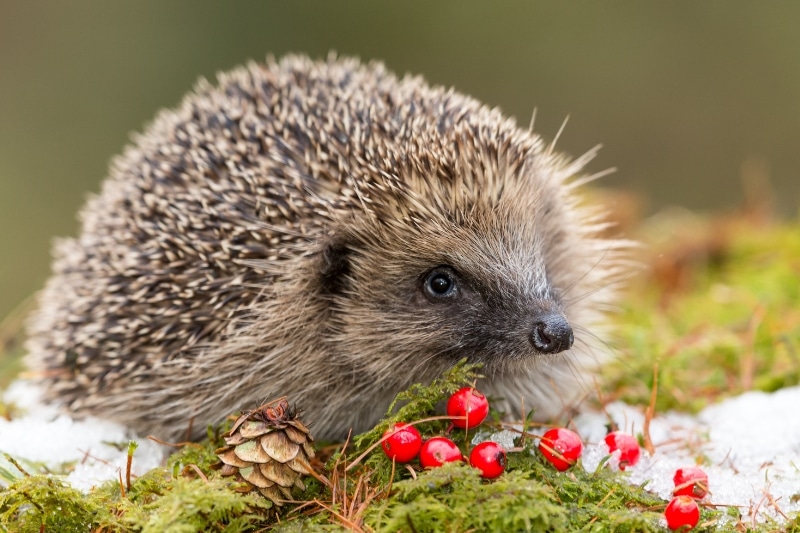 Igel im Winter