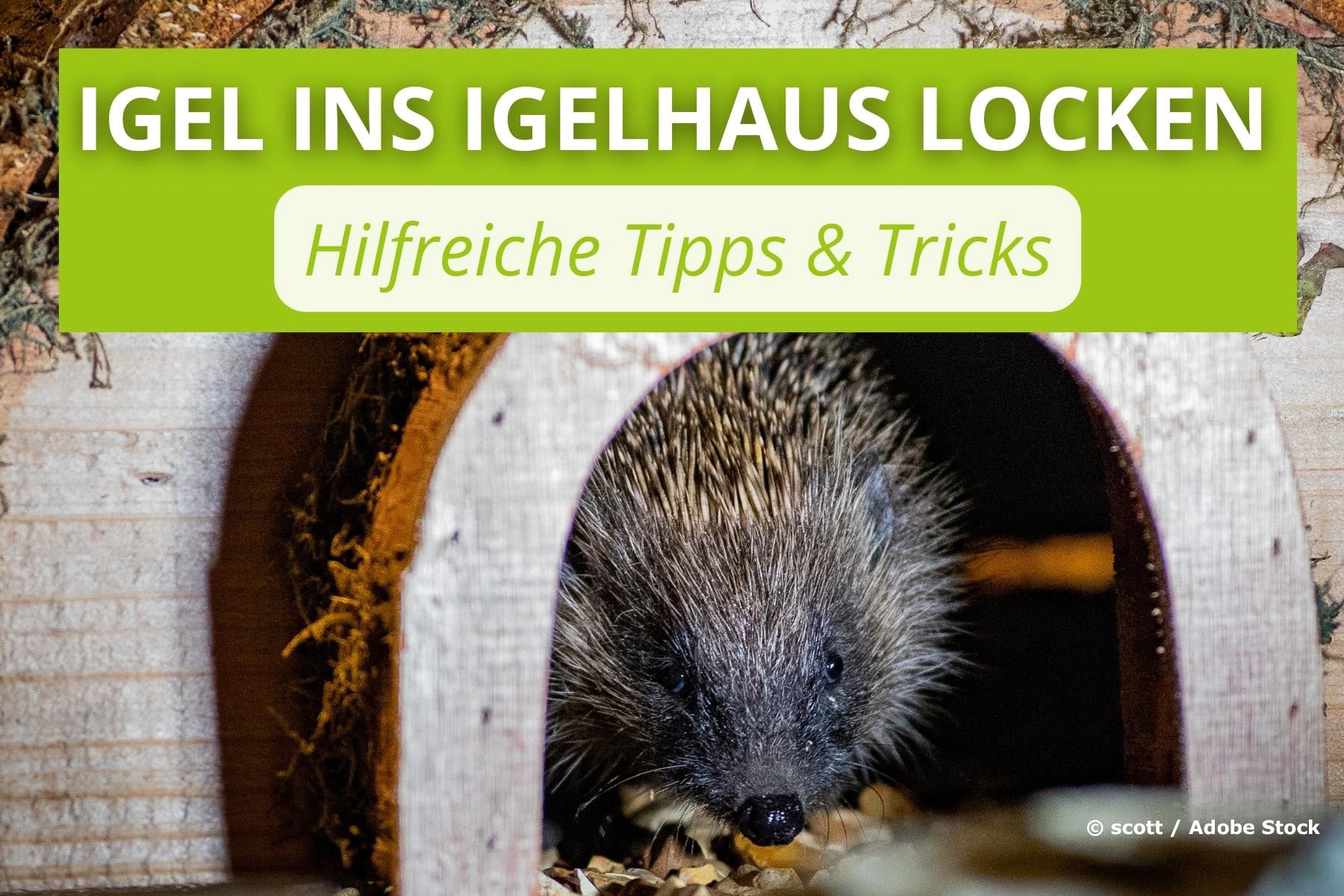 Wie lockt man Igel in ein Igelhaus Gartenrat.de